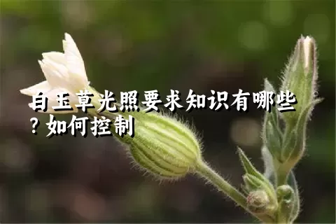 白玉草光照要求知识有哪些？如何控制