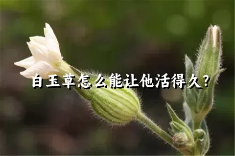 白玉草怎么能让他活得久？