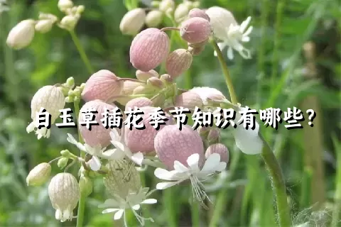 白玉草插花季节知识有哪些？