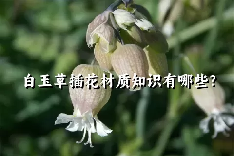 白玉草插花材质知识有哪些？