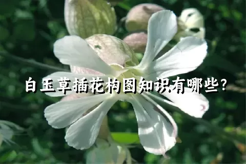 白玉草插花构图知识有哪些？