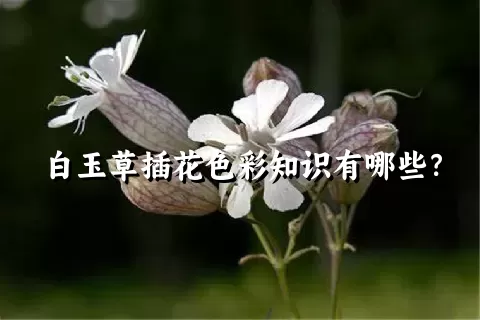 白玉草插花色彩知识有哪些？