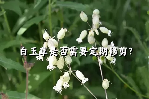 白玉草是否需要定期修剪？