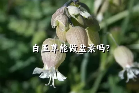 白玉草能做盆景吗？