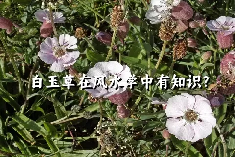 白玉草在风水学中有知识？