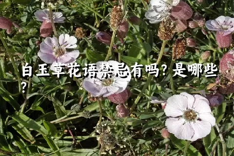 白玉草花语禁忌有吗？是哪些？