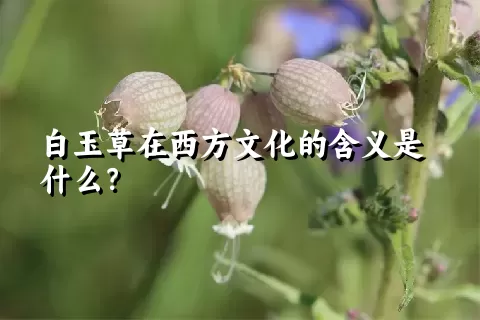 白玉草在西方文化的含义是什么？