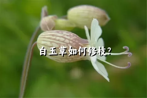 白玉草如何修枝？