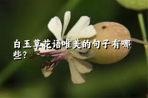 白玉草花语唯美的句子有哪些？