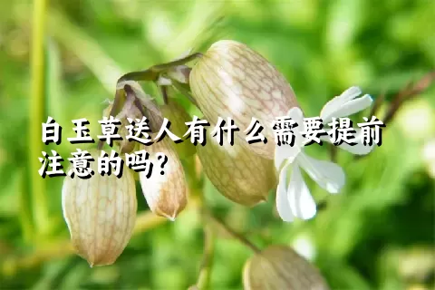 白玉草送人有什么需要提前注意的吗？