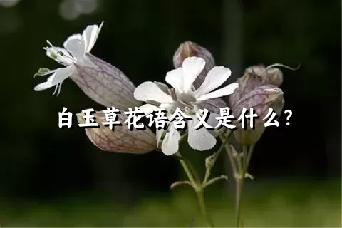 白玉草花语含义是什么？