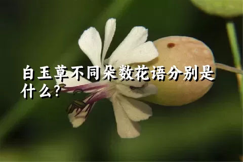 白玉草不同朵数花语分别是什么？