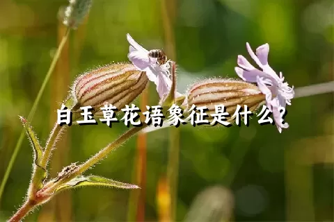 白玉草花语象征是什么？