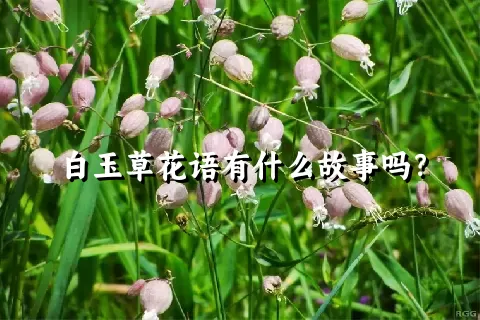 白玉草花语有什么故事吗？