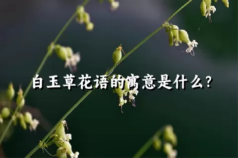 白玉草花语的寓意是什么？