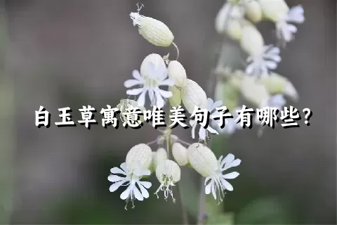 白玉草寓意唯美句子有哪些？