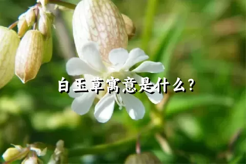 白玉草寓意是什么？