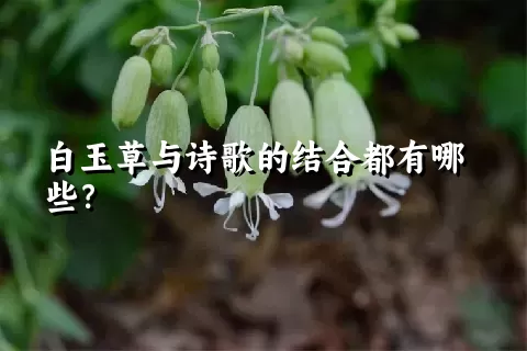 白玉草与诗歌的结合都有哪些？