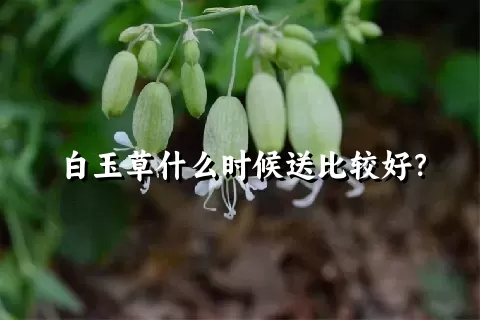 白玉草什么时候送比较好？