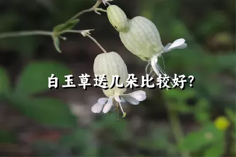 白玉草送几朵比较好？