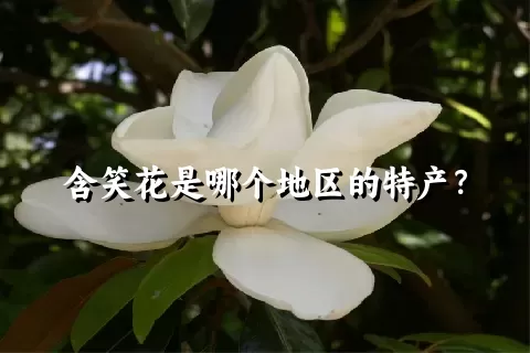 含笑花是哪个地区的特产？