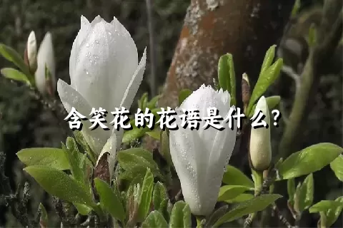 含笑花的花语是什么？