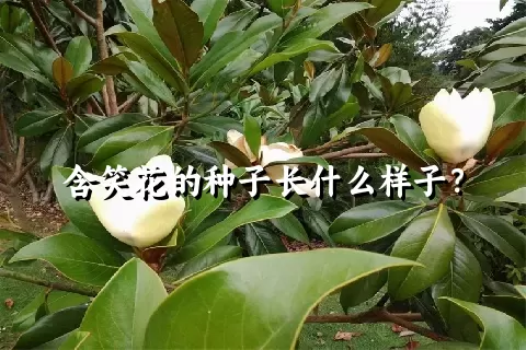 含笑花的种子长什么样子？