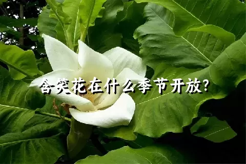 含笑花在什么季节开放？