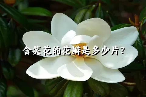 含笑花的花瓣是多少片？