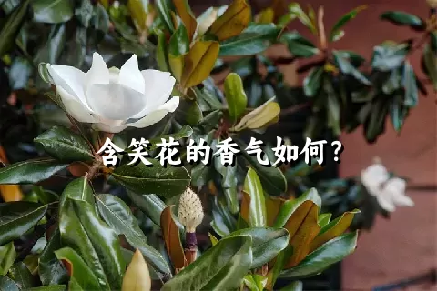 含笑花的香气如何？