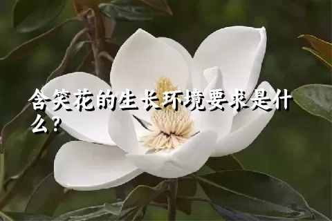 含笑花的生长环境要求是什么？