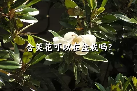 含笑花可以在盆栽吗？