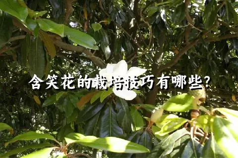 含笑花的栽培技巧有哪些？