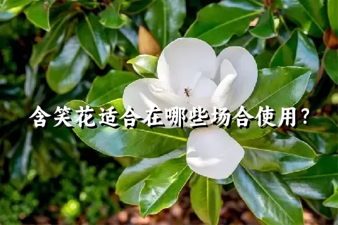 含笑花适合在哪些场合使用？