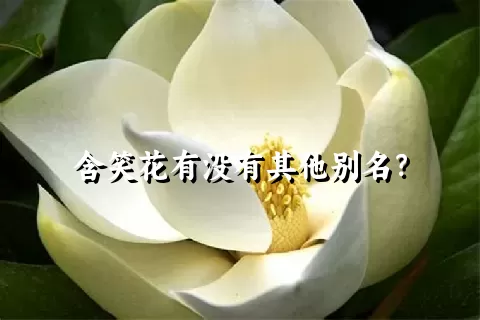 含笑花有没有其他别名？