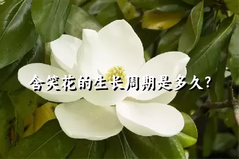 含笑花的生长周期是多久？