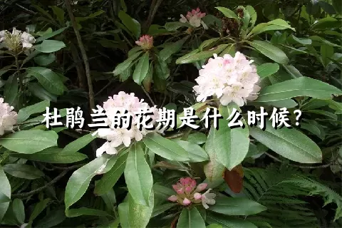 杜鹃兰的花期是什么时候？