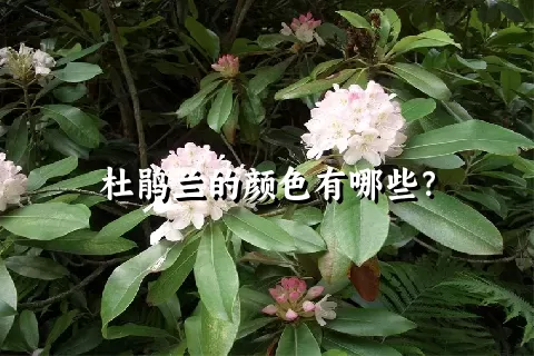 杜鹃兰的颜色有哪些？