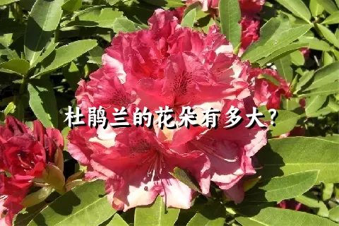 杜鹃兰的花朵有多大？