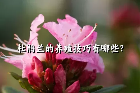 杜鹃兰的养殖技巧有哪些？