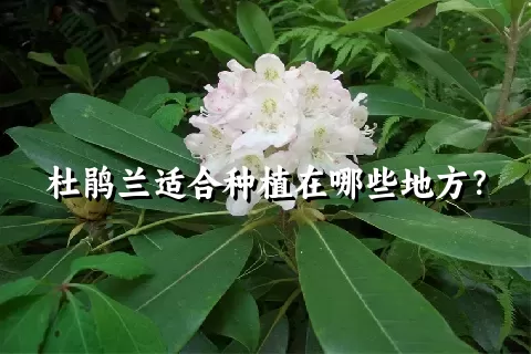 杜鹃兰适合种植在哪些地方？