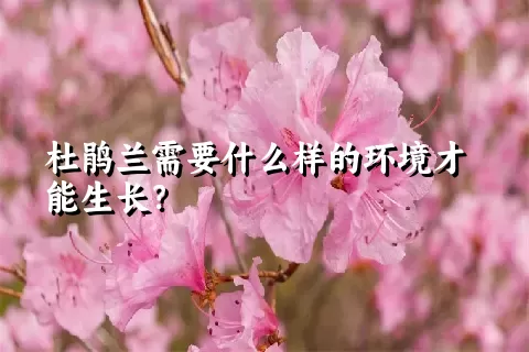 杜鹃兰需要什么样的环境才能生长？