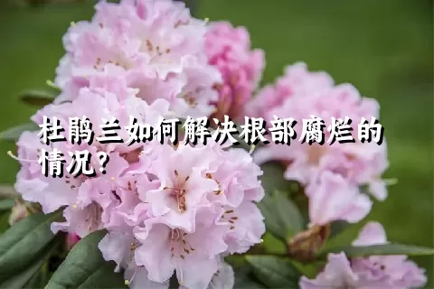 杜鹃兰如何解决根部腐烂的情况？