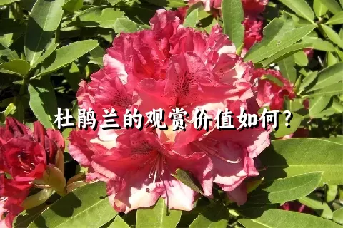 杜鹃兰的观赏价值如何？