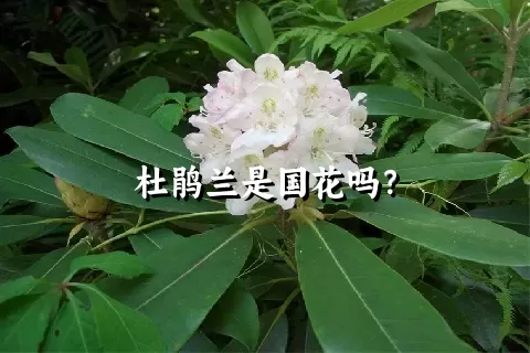 杜鹃兰是国花吗？