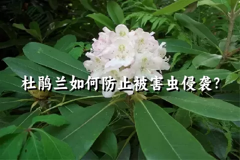 杜鹃兰如何防止被害虫侵袭？