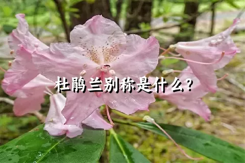 杜鹃兰别称是什么？