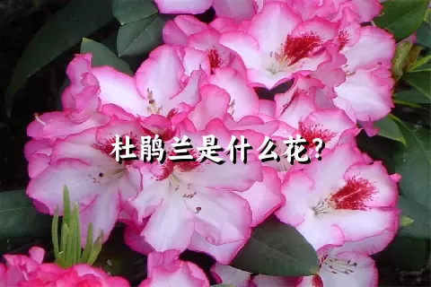 杜鹃兰是什么花？