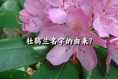 杜鹃兰名字的由来？