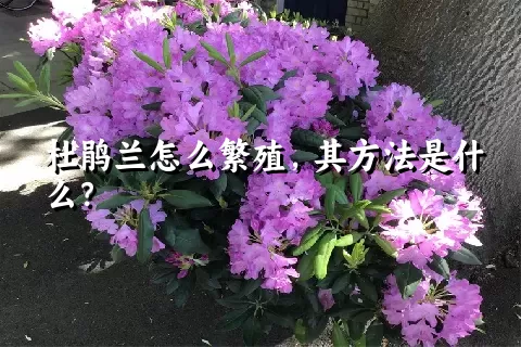 杜鹃兰怎么繁殖，其方法是什么？